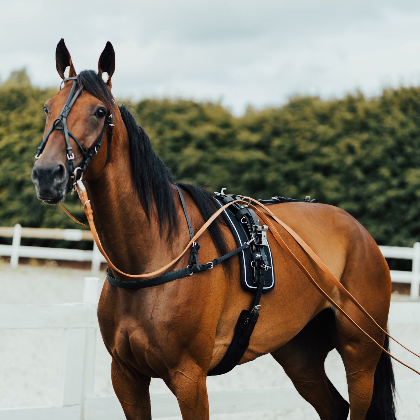 Finntack Pro QH Synthetic Beta Harness Complete Cob to Full