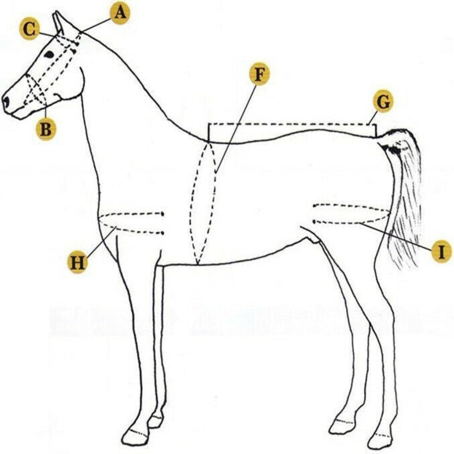 Nylon Driving Harness set Black and Blue size Full Cob Pony Shetland Mini Shetland and Miniature