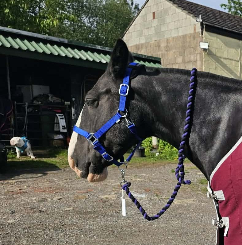 Nylon Adjustable Headcollar Padded Halter With Rope Lead Blue