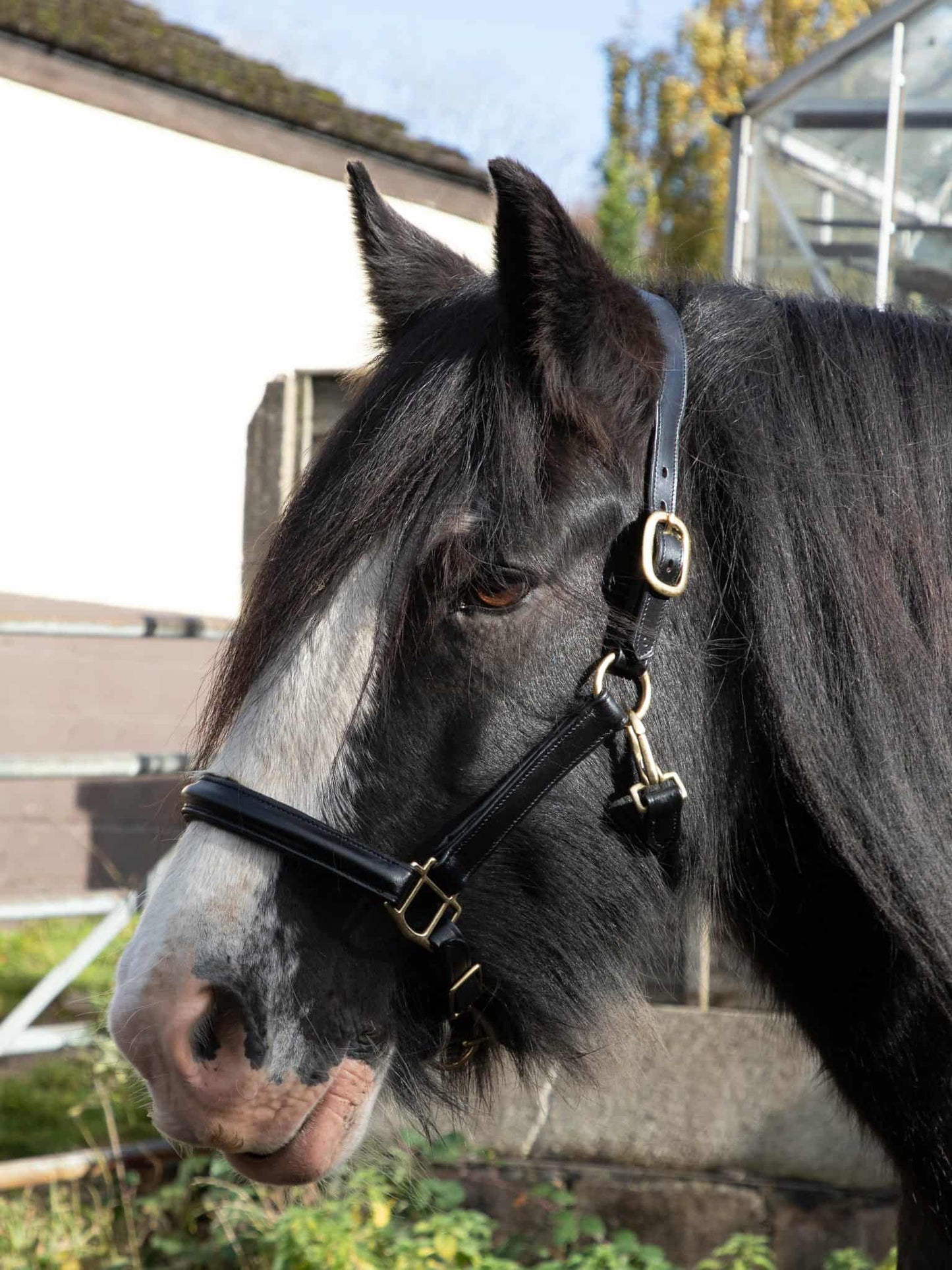 Leather Padded Horse Halter Headcollar Black