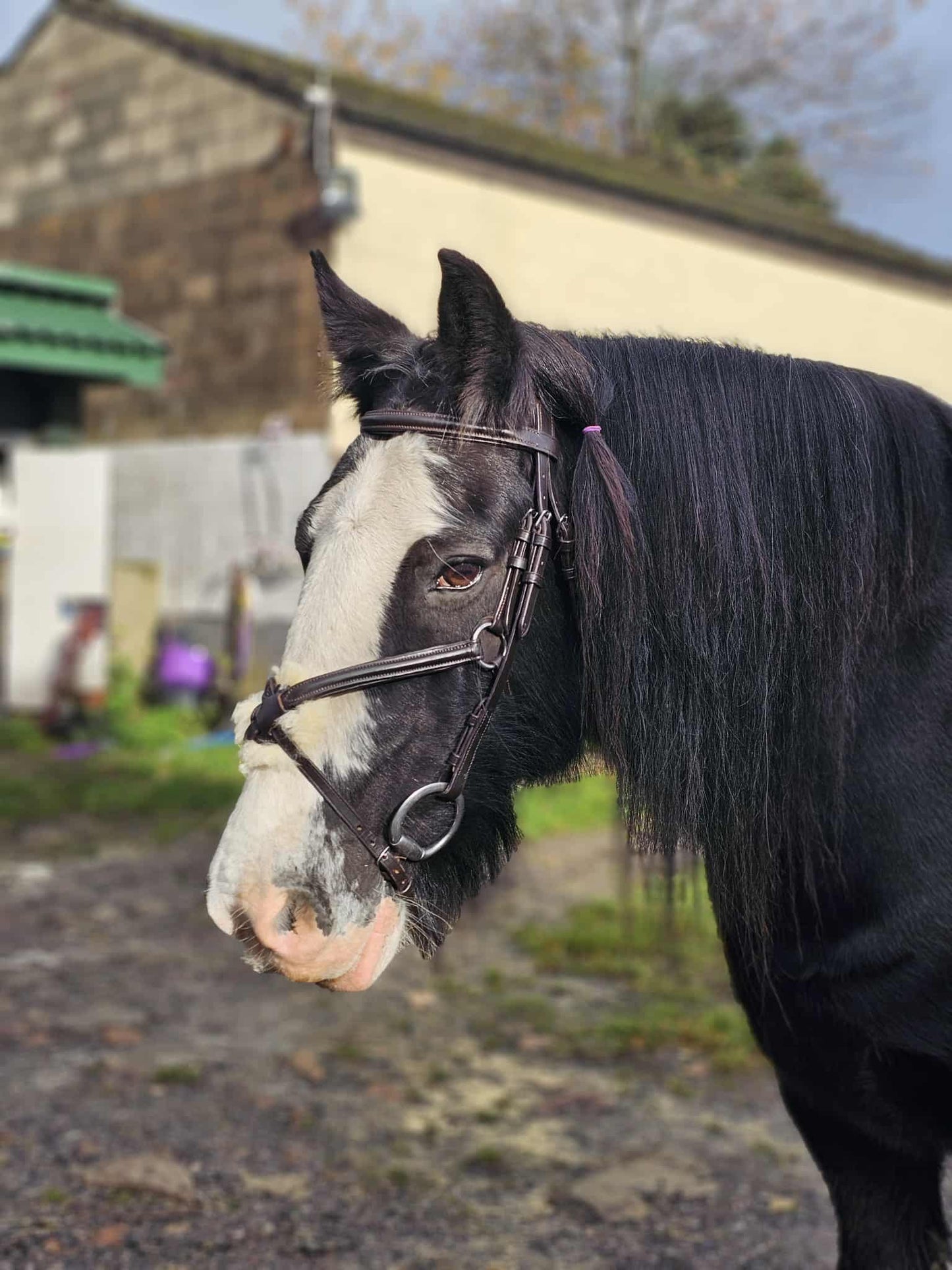 Leather Mexican Grackle Bridle Black Soft Padded